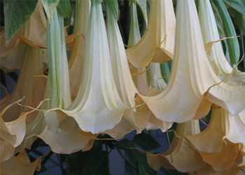  گل شیپوری